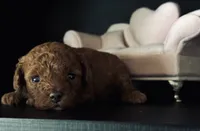 Akc Bella, a female Poodle - Toy  for sale in Sacramento, CA – 2 of 6