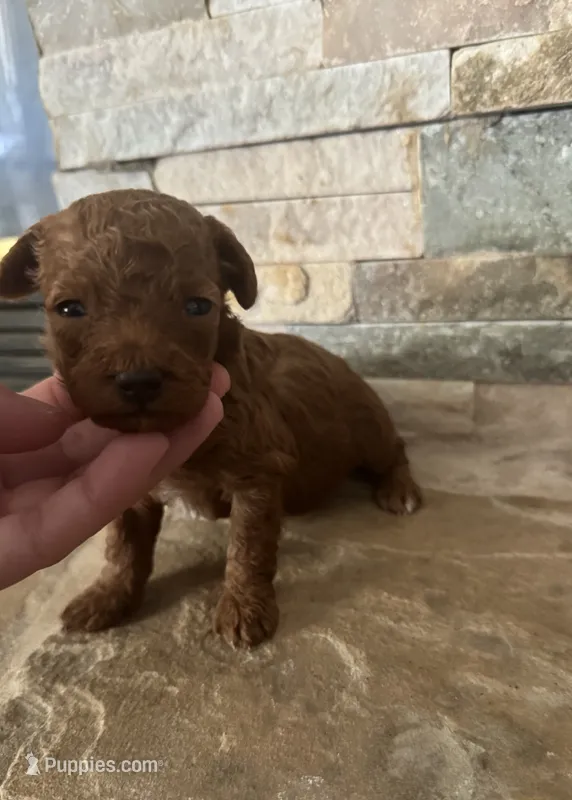 AKC Vinny – Poodle - Toy  puppy for sale in Sacramento, CA