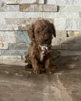 Harold/Reserved , a female Poodle - Toy  for sale in Sacramento, CA – 1 of 4