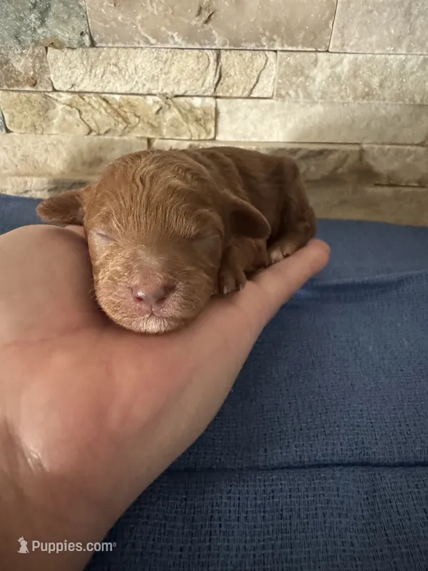 Hilda – Poodle - Toy  puppy for sale in Sacramento, CA