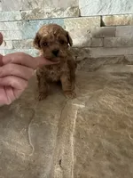 Hillary/Reserved, a female Poodle - Toy  for sale in Sacramento, CA – 2 of 3