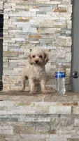 Akc Molly , a female Poodle - Toy  for sale in Sacramento, CA – 2 of 2
