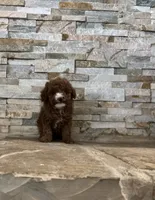 AKC Benny, a male Poodle - Toy  for sale in Sacramento, CA – 2 of 4