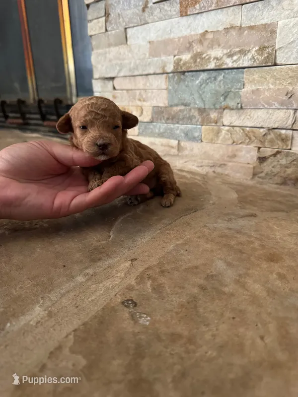 AKC MIA  – Poodle - Toy  puppy for sale in Sacramento, CA