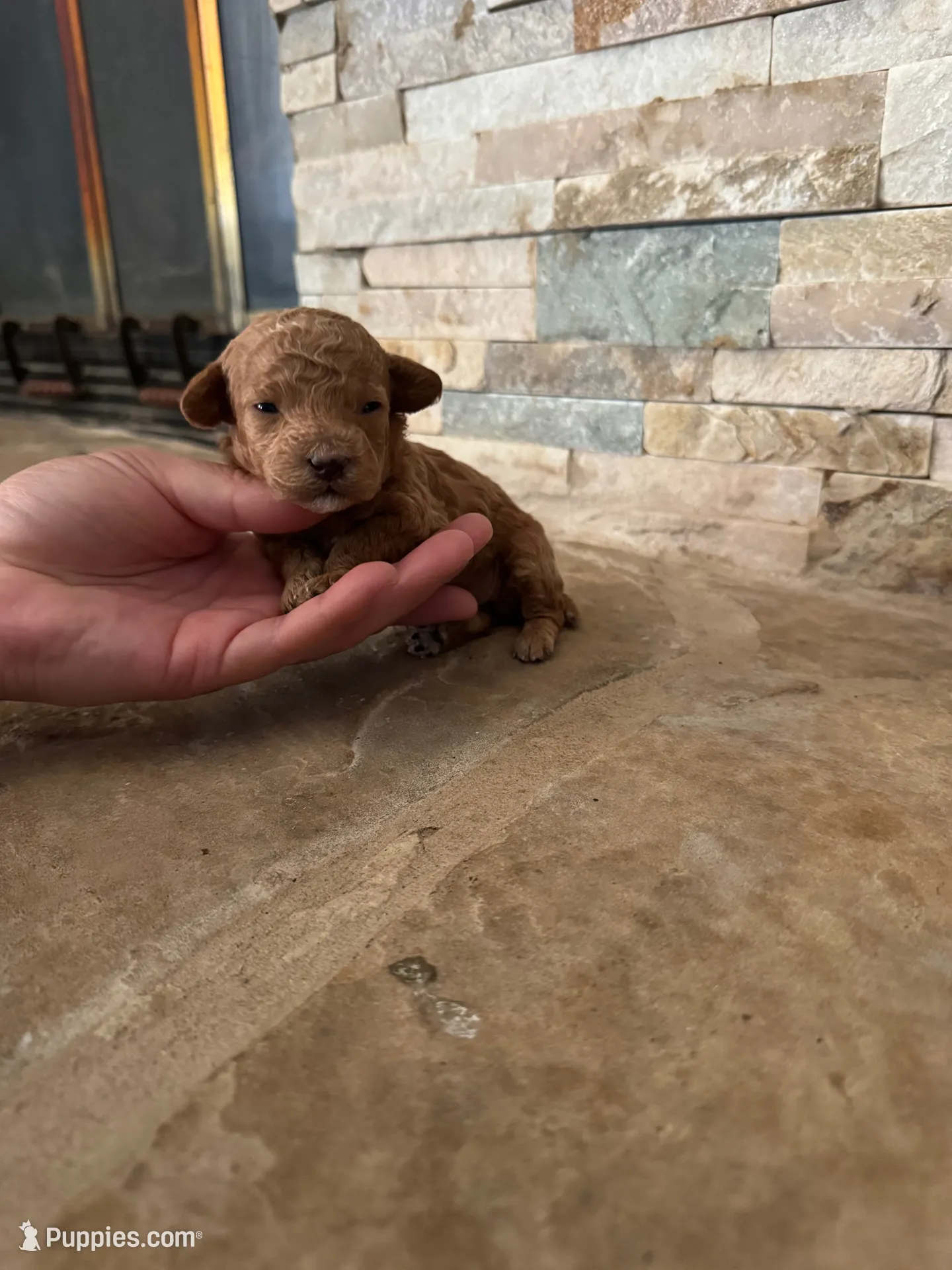 AKC MIA , a female Poodle - Toy  for sale in Sacramento, CA – 1 of 5