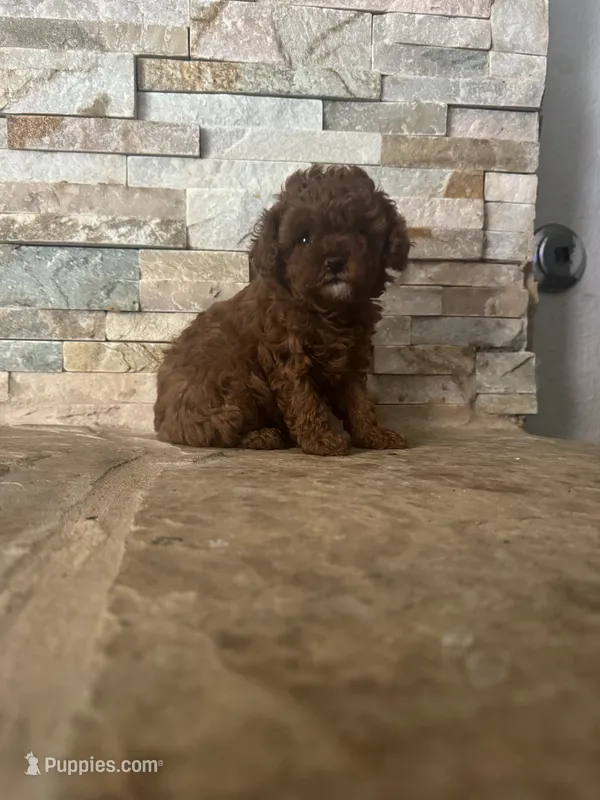 AKC Bella – Poodle - Toy  puppy for sale in Sacramento, CA