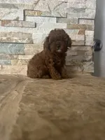 AKC Bella, a female Poodle - Toy  for sale in Sacramento, CA – 1 of 8