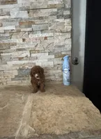 AKC Benny, a male Poodle - Toy  for sale in Sacramento, CA – 3 of 4
