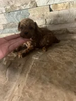 Hector/Reserved , a female Poodle - Toy  for sale in Sacramento, CA – 2 of 3