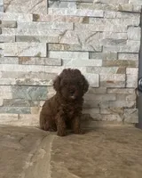 AKC Bella, a female Poodle - Toy  for sale in Sacramento, CA – 8 of 8