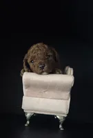 Akc Bella, a female Poodle - Toy  for sale in Sacramento, CA – 5 of 6