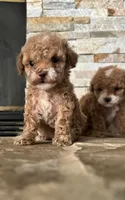 AKC Tcup Megan , a female Poodle - Toy  for sale in Sacramento, CA – 1 of 4