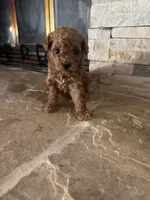 Hillary/Reserved, a female Poodle - Toy  for sale in Sacramento, CA – 3 of 3