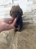 AKC Bella, a female Poodle - Toy  for sale in Sacramento, CA – 7 of 8
