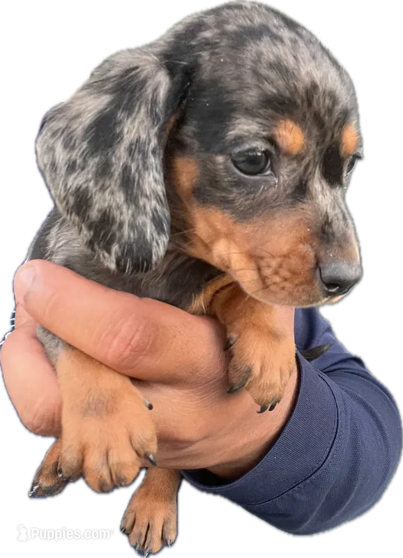 Homer  – Miniature Dachshund puppy for sale in Sacramento, CA