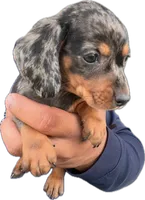Homer , a male Miniature Dachshund for sale in Sacramento, CA – 1 of 2