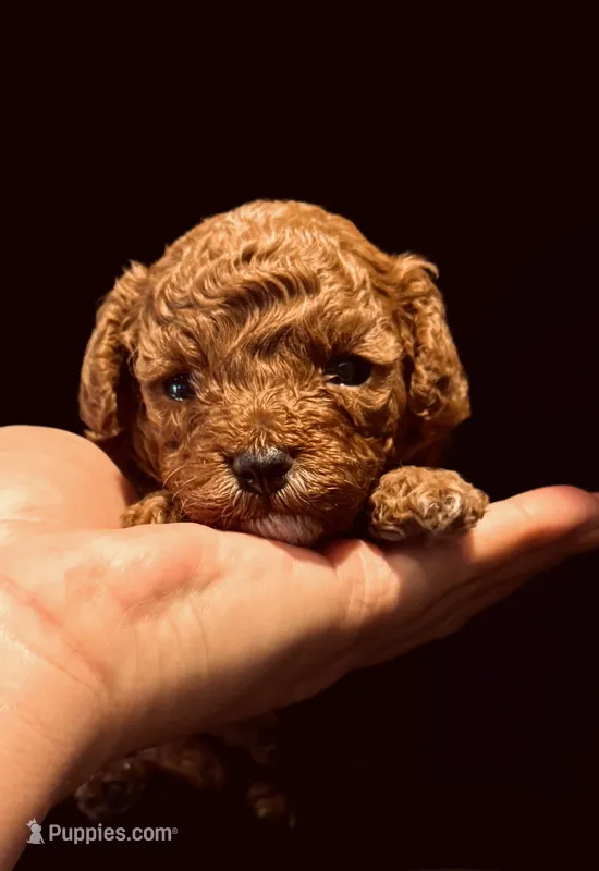 AKC Bruno – Poodle - Toy  puppy for sale in Sacramento, CA