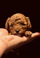 AKC Bruno, a male Poodle - Toy  for sale in Sacramento, CA – 1 of 4
