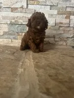 AKC Bella, a female Poodle - Toy  for sale in Sacramento, CA – 6 of 8