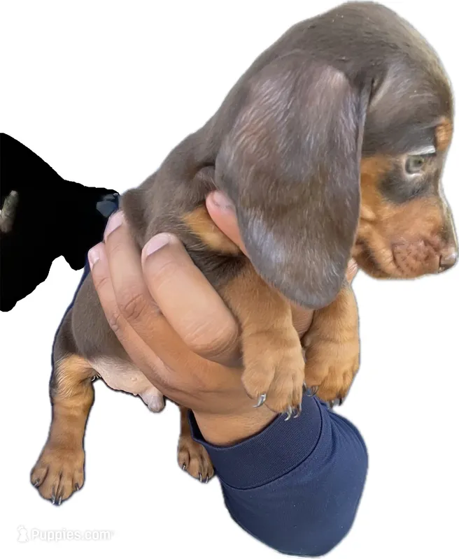 Billy – Miniature Dachshund puppy for sale in Sacramento, CA