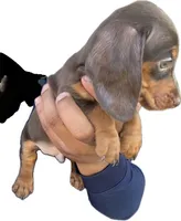 Billy, a male Miniature Dachshund for sale in Sacramento, CA – 1 of 2