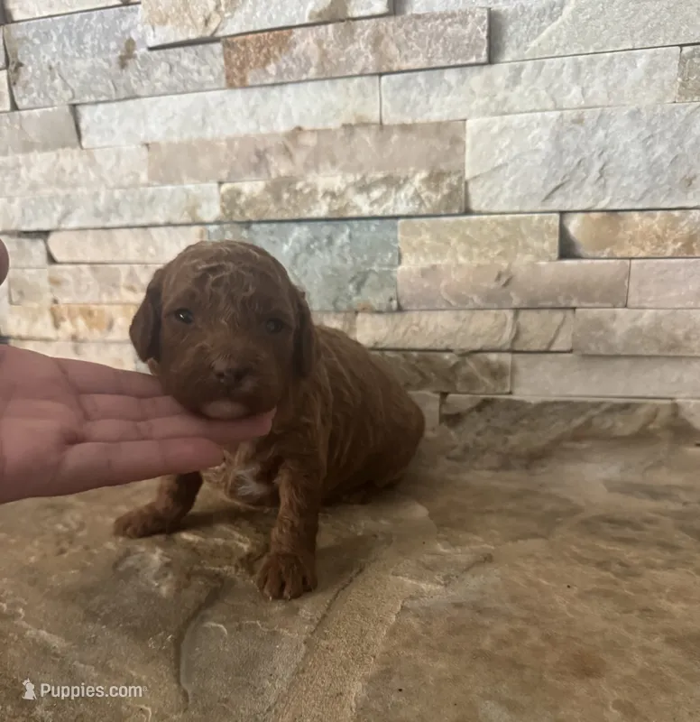 Toy doodle Ginna – Poodle - Toy , Miniature Goldendoodle puppy for sale in Sacramento, CA