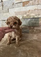 AKC Megan, a female Poodle - Toy  for sale in Sacramento, CA – 3 of 4