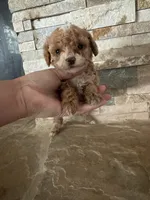 AKC Margie, a female Poodle - Toy  for sale in Sacramento, CA – 2 of 3