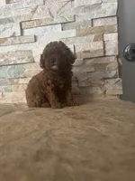 AKC Bella, a female Poodle - Toy  for sale in Sacramento, CA – 5 of 8