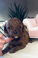 Akc Bella, a female Poodle - Toy  for sale in Sacramento, CA – 4 of 6