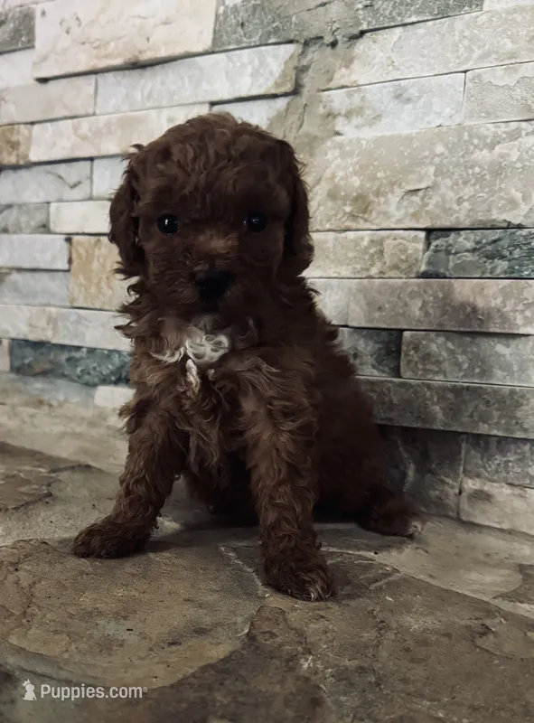 Hazel, a female Poodle - Toy  for sale in Sacramento, CA – 1 of 1