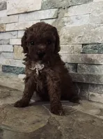 Hazel, a female Poodle - Toy  for sale in Sacramento, CA – 1 of 1