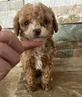 AKC Margie, a female Poodle - Toy  for sale in Sacramento, CA – 3 of 3