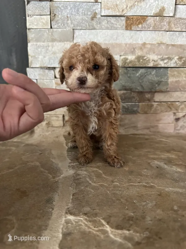 AKC Margie – Poodle - Toy  puppy for sale in Sacramento, CA
