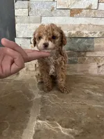 AKC Margie, a female Poodle - Toy  for sale in Sacramento, CA – 1 of 3