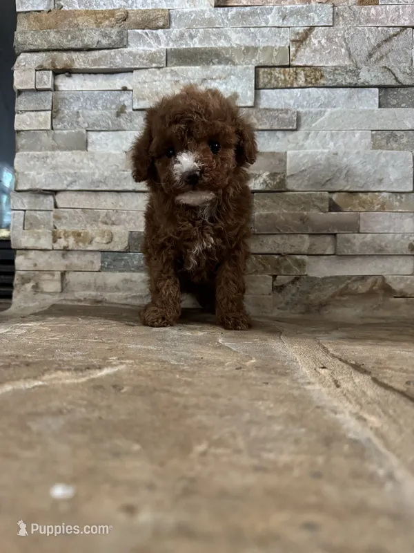 AKC Benny – Poodle - Toy  puppy for sale in Sacramento, CA