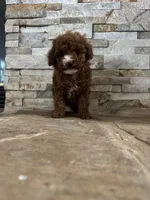 AKC Benny, a male Poodle - Toy  for sale in Sacramento, CA – 1 of 4