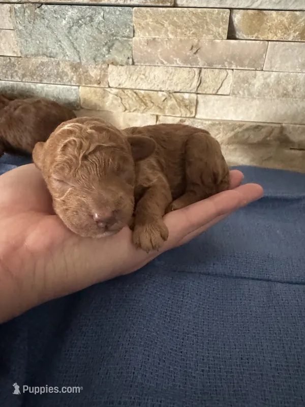 Hillary  – Poodle - Toy  puppy for sale in Sacramento, CA