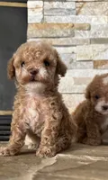 AKC Tcup Megan , a female Poodle - Toy  for sale in Sacramento, CA – 4 of 4