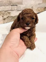 AKC Bruno, a male Poodle - Toy  for sale in Sacramento, CA – 2 of 4