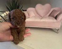 Akc Bella, a female Poodle - Toy  for sale in Sacramento, CA – 6 of 6