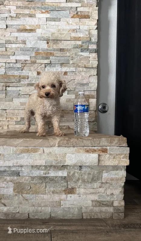 Akc Molly , a female Poodle - Toy  for sale in Sacramento, CA – 1 of 2