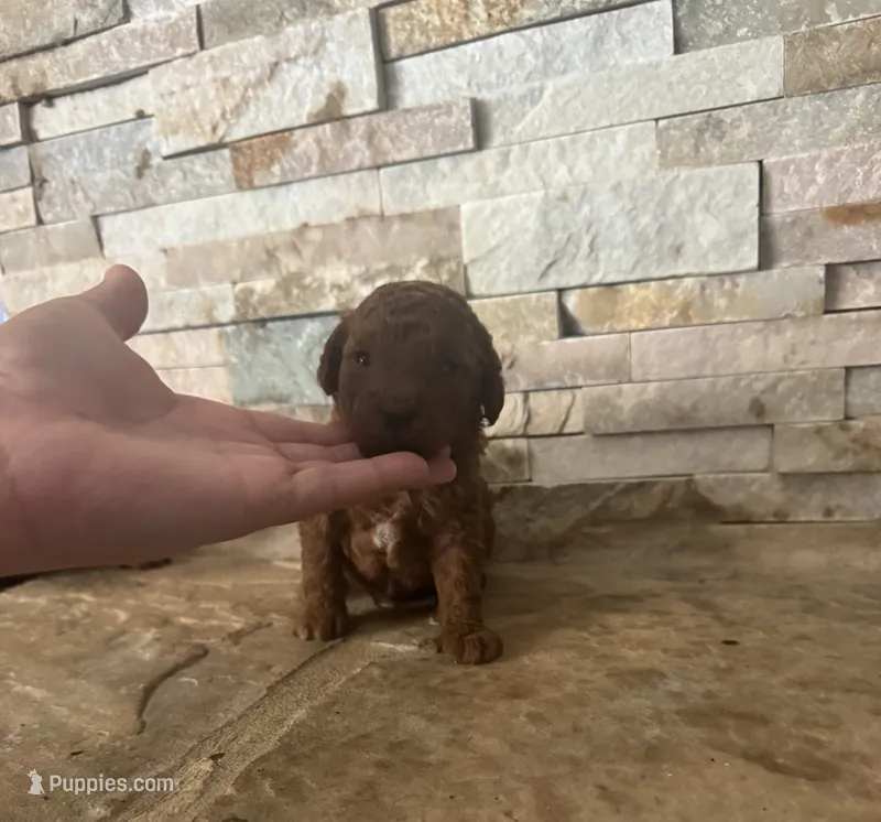 Toy doodle George  – Poodle - Toy , Miniature Goldendoodle puppy for sale in Sacramento, CA