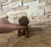 Toy doodle George , a male Poodle - Toy  and Miniature Goldendoodle for sale in Sacramento, CA – 1 of 4