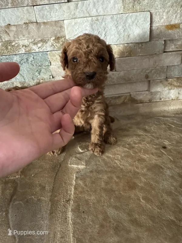 Hilda – Poodle - Toy  puppy for sale in Sacramento, CA