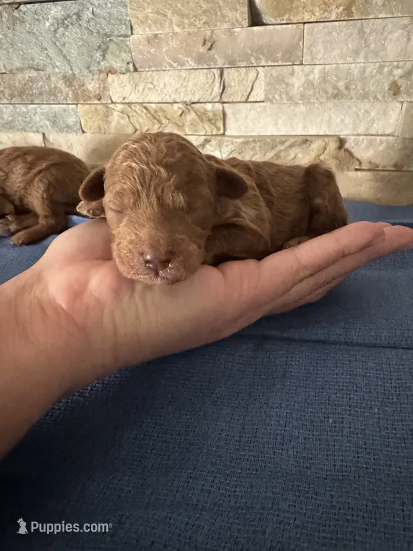 Hector – Poodle - Toy  puppy for sale in Sacramento, CA