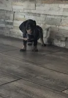 Dixie, a female Miniature Dachshund for sale in Sacramento, CA – 4 of 5