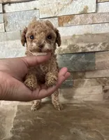 AKC Megan, a female Poodle - Toy  for sale in Sacramento, CA – 4 of 4