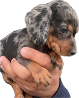 Homer , a male Miniature Dachshund for sale in Sacramento, CA – 2 of 2