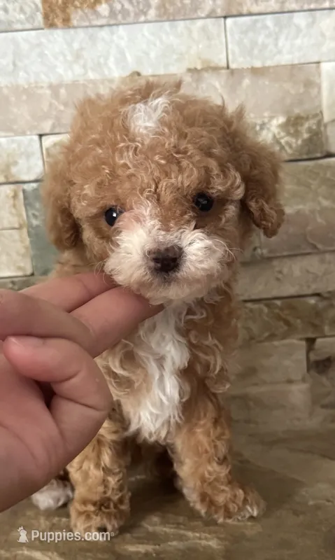 AKC Margie – Poodle - Toy  puppy for sale in Sacramento, CA